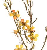 Waxbloem (Chamelaucium uncinatum) "de luxe", met 26 bloemen & 14 knop, 78cm