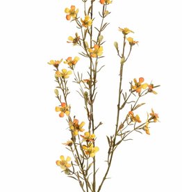Hakiges Chamelaucium "de Luxe", 26 Blüten, 78cm