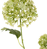 Viburnum, 5 flores, 7 hojas, 90 cm