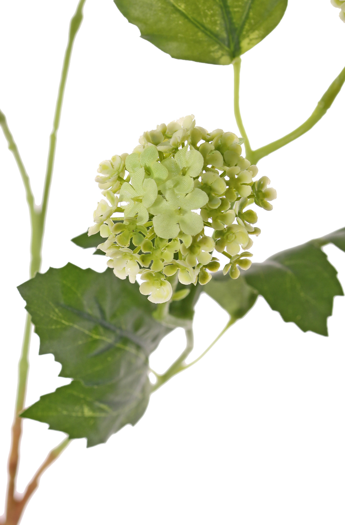 Viburnum (Schneeball) 3 Verzweigungen, 5 Blüten, 7 Blätter, 90 cm