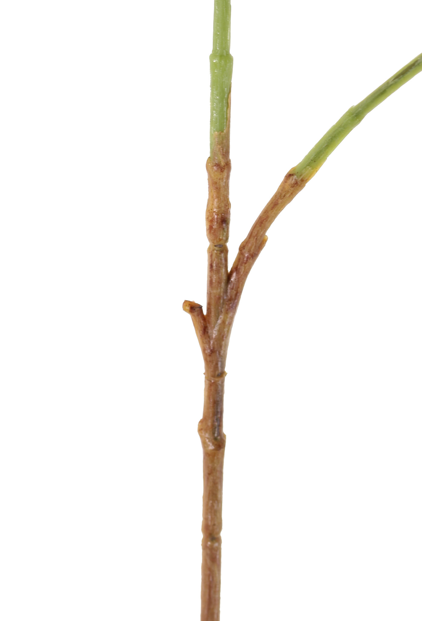 Viburnum (Schneeball) 3 Verzweigungen, 5 Blüten, 7 Blätter, 90 cm