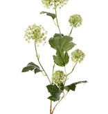 Viburnum, 5 flores, 7 hojas, 90 cm