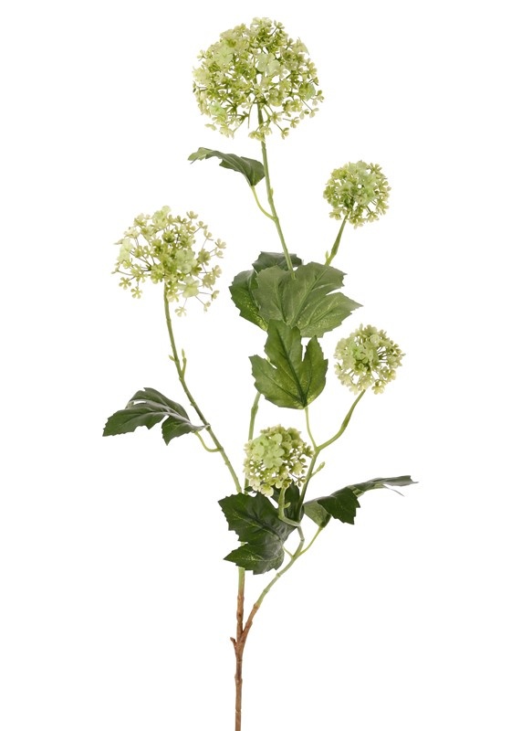 Viburnum, 5 flores, 7 hojas, 90 cm