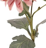 Chrysant 'Sol', 4 bloemen (3 L / 1 M), 1 knop (Ø 2 cm) & 6 blad (3 L / 3 S), 65 cm