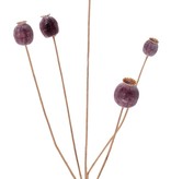 Poppy seeds branch, 5 capsules (2x L/ 2x M / 1x S), 76 cm