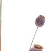 Poppy seeds branch, 5 capsules (2x L/ 2x M / 1x S), 76 cm