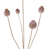 Poppy seeds branch, 5 capsules (2x L/ 2x M / 1x S), 76 cm