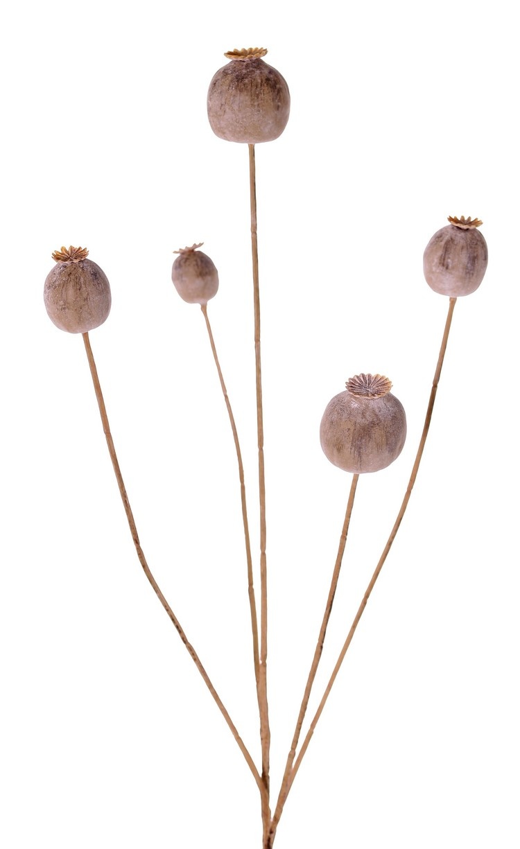 Poppy seeds branch, 5 capsules (2x L/ 2x M / 1x S), 76 cm