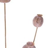 Poppy seeds branch, 5 capsules (2x L/ 2x M / 1x S), 76 cm