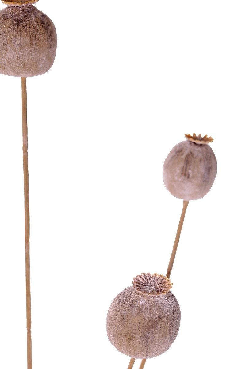 Poppy seeds branch, 5 capsules (2x L/ 2x M / 1x S), 76 cm