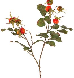 Rosa rugosa, beach rose, letchberry, 9 hips, 5 sets of leaves (18 pieces), 60 cm