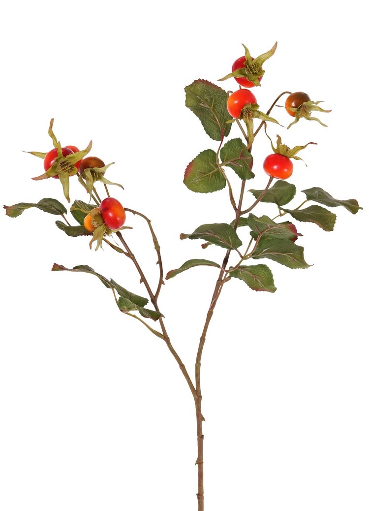 Rosa rugosa, beach rose, letchberry, 9 hips, 5 sets of leaves (18 pieces), 60 cm