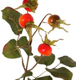 Kartoffelrose, Apfel-Rose (Rosa rugosa), 2x verzweigt, 9 Hagebutten, 5 Blattsets (18 Stk.), 60 cm