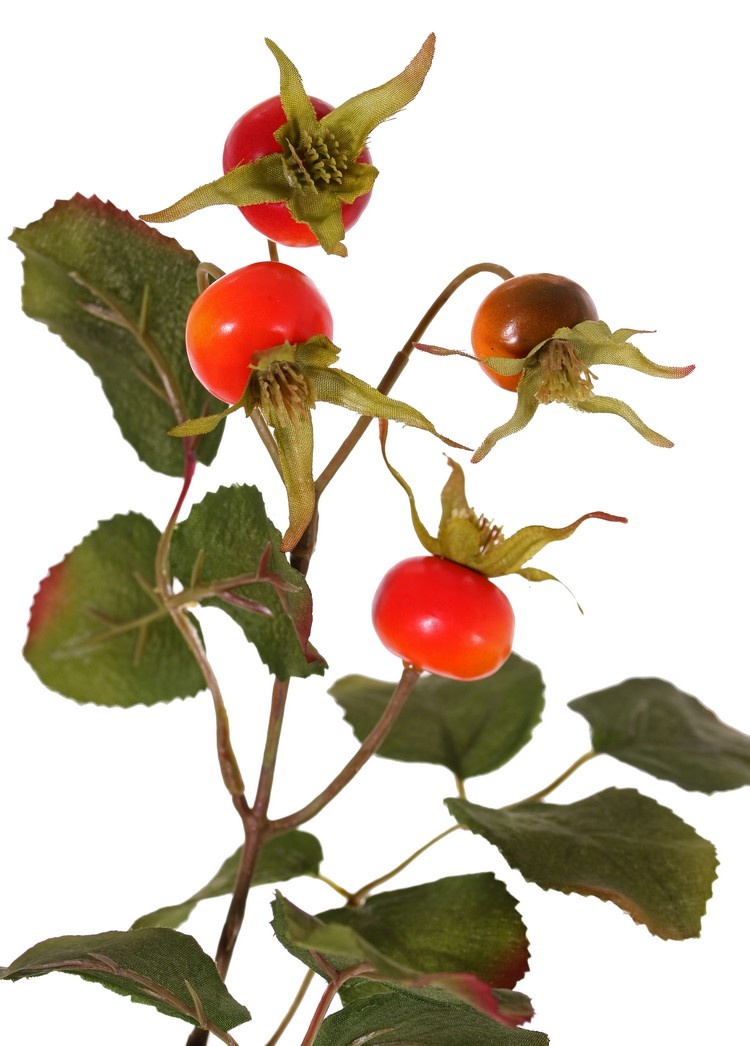 Rosa rugosa, rosa japones, 9 escaramujos, 18 hojas, 60 cm