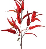 Rama de eucalipto "Ruby", 22 hojas, 5 frutas, 100 cm