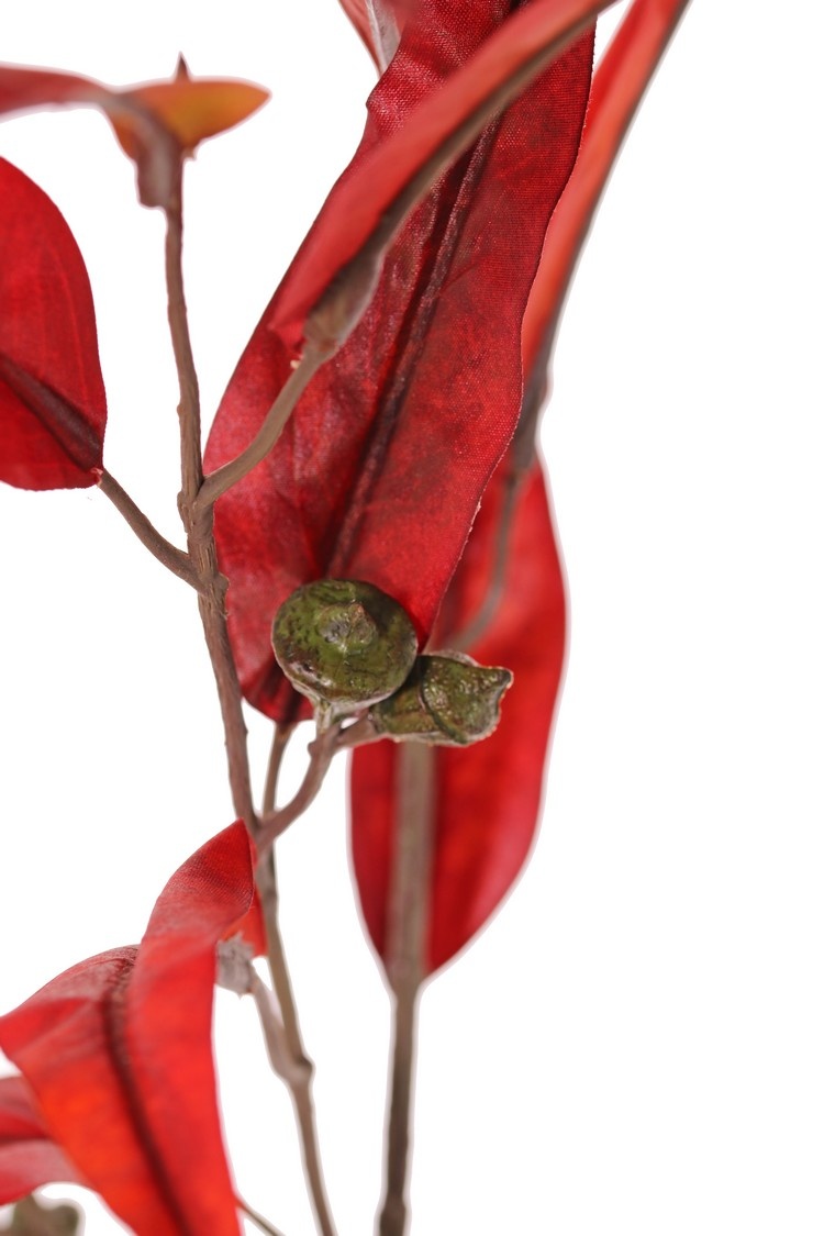 Eucalyptustzweig 'Ruby', 2x verzweigt, 22 Blätter & 5 Früchte, 100 cm