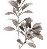 Lamb's ear, (Limonium vulgare), con 38 hojas, 71 cm