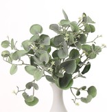 Dichondra "Silver Falls" bush x11 with 84 leaves 25 cm