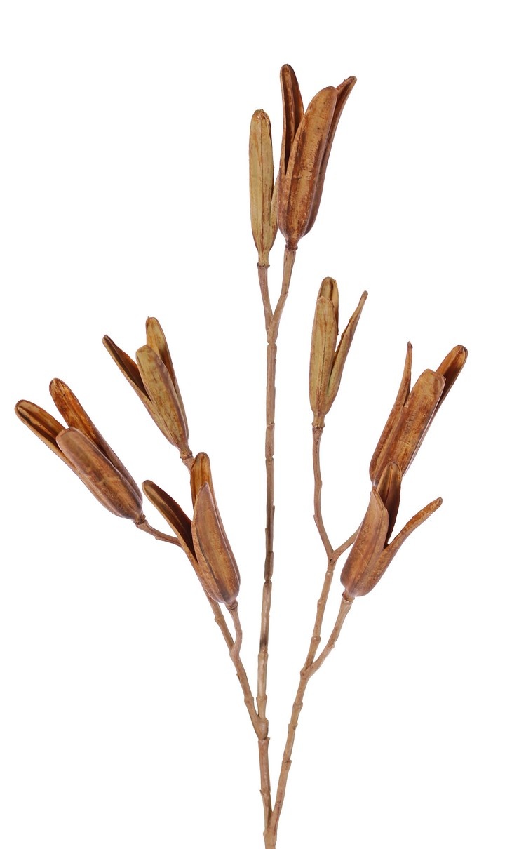 Lily seed branch, 8 seed pods, (5x L / 3x Med.), plastic, 79 cm