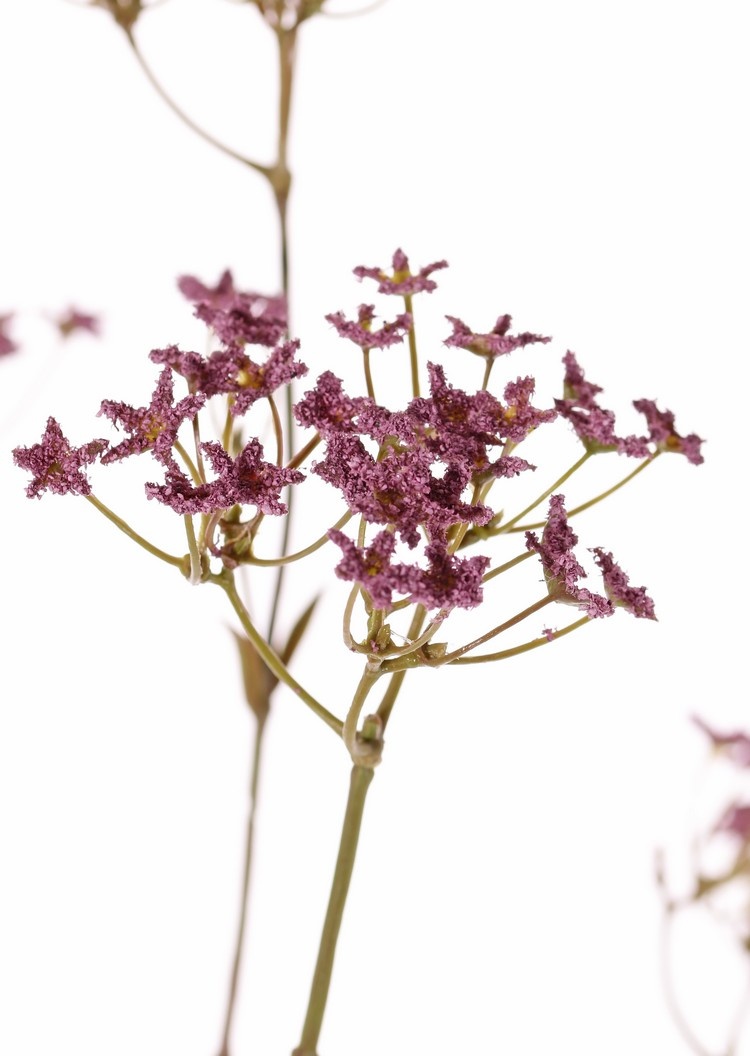 Gypsophila, 9 flower clusters (4x L / 3x M /2x S), 70 cm