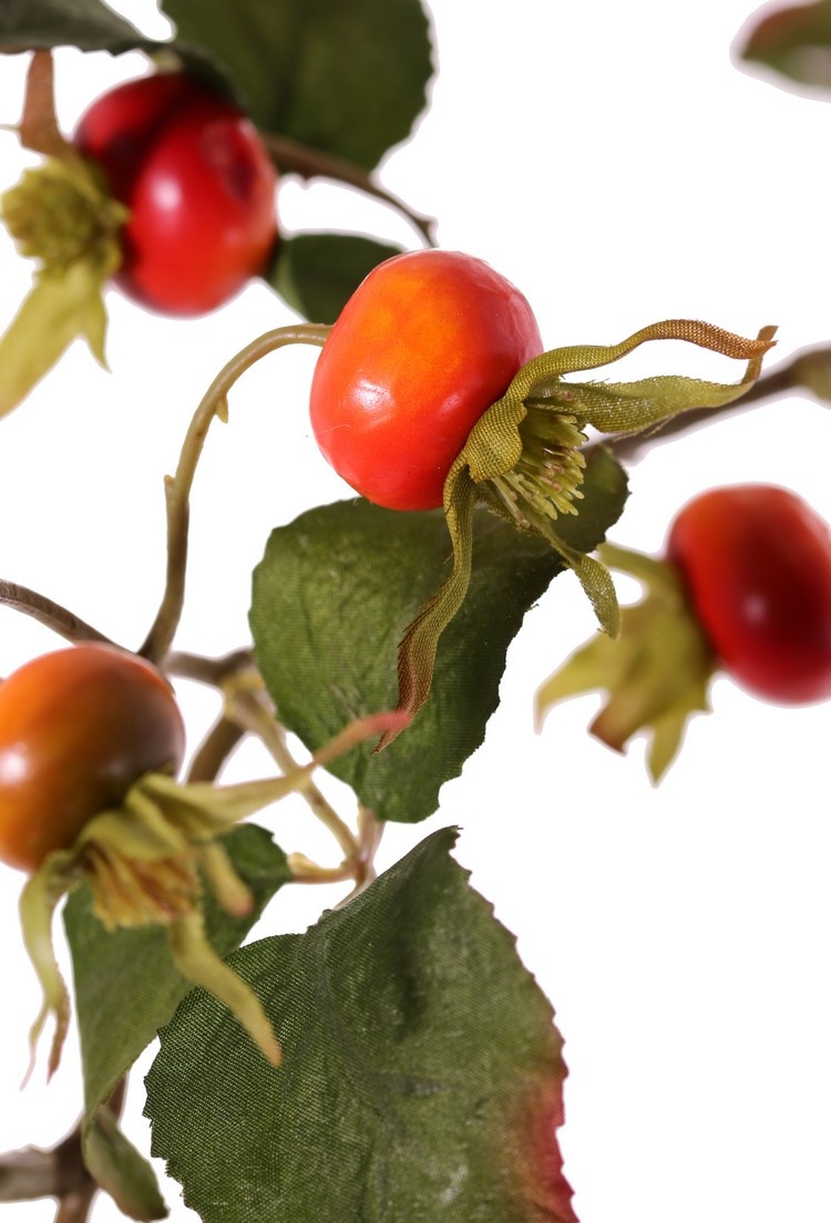 Rosa rugosa, beach rose, letchberry, 18 hips, 6 sets of leaves (20 pieces), 105 cm