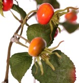 Rosa rugosa, rosa japones, 18 escaramujos, 20 hojas, 105 cm