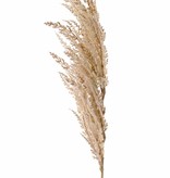 Pampas grass 'New Style', 1 'flocked' feather (42 cm), 100 cm