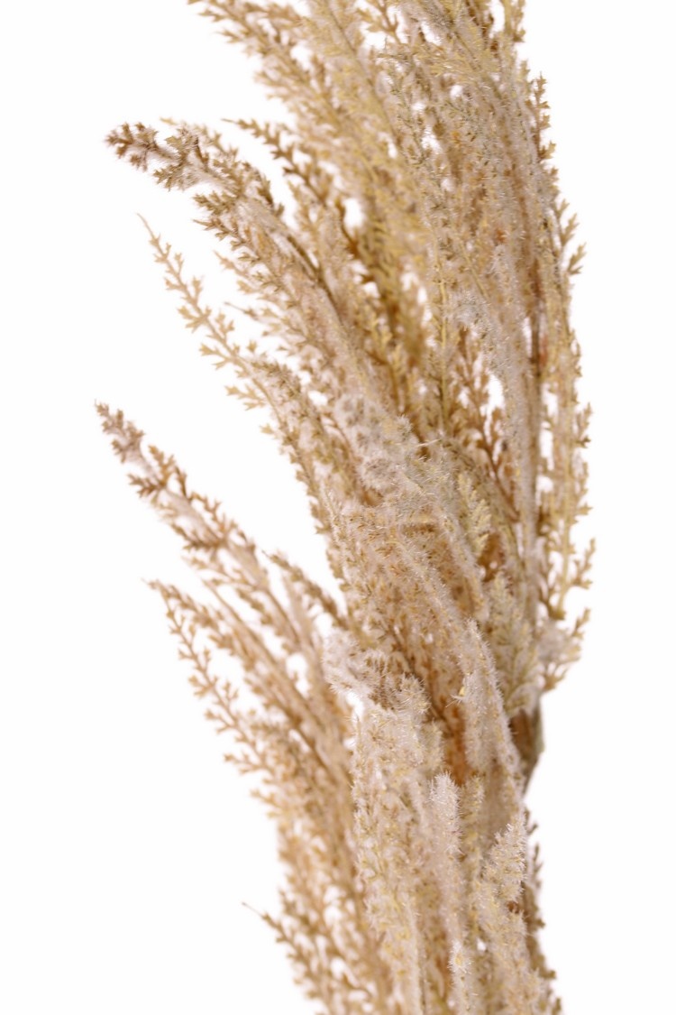 Pampas grass 'New Style', 1 'flocked' feather (42 cm), 100 cm