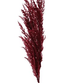 Pampas grass 'New Style', 1 'flocked' feather (42 cm), 100 cm
