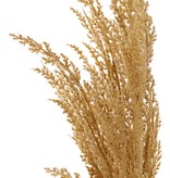 Pampas grass 'New Style', 1 'flocked' feather (42 cm), 100 cm