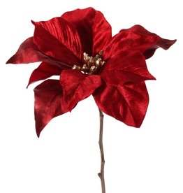 Poinsettia 'Glamour', 1 flor