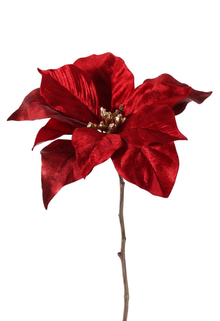 Poinsettia, Christstern, Weihnachtsstern 'Glamour', 1 Blume (Ø 23 cm, H. 5 cm), (Samt & Polyester) mit goldenem Blumenherz, 55 cm