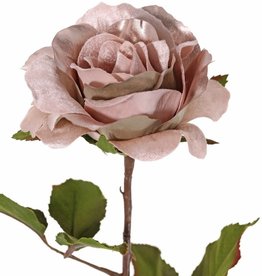 Rose 'Glamour', 1 Blume