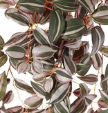 Tradescantia zebrina (Vaderplant), 8 uitlopers, 198 blad, Ø 45 cm, L. 55 cm, brandvertragend