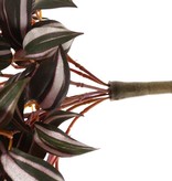 Tradescantia zebrina (sin.:Zebrina pendula), 198 hojas, Ø 45 cm, largo 55 cm, retardante de fuego