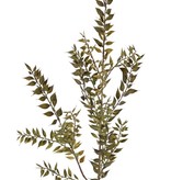 Ruscus, 460 hojas, 95 cm