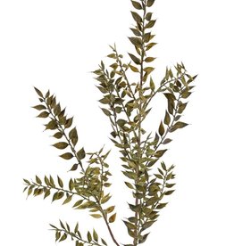 Ruscus (Mäusedorne) Blattzweig, 2x verzweigt, 18 Blattbüschel (460 Blätter), 95 cm