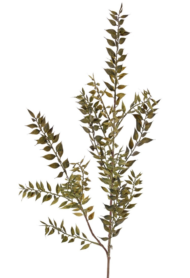 Ruscus (Mäusedorne) Blattzweig, 2x verzweigt, 18 Blattbüschel (460 Blätter), 95 cm -