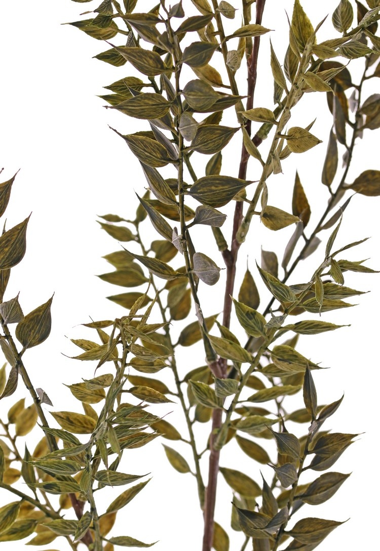 Ruscus (Mäusedorne) Blattzweig, 2x verzweigt, 18 Blattbüschel (460 Blätter), 95 cm -
