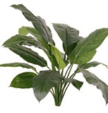 Spathiphyllum (spath) 'de luxe', 16 leaves., h. 90cm, Ø 90 cm - fire retardant