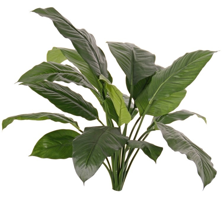 Spathiphyllum (spath) 'de luxe', 16 leaves., h. 90cm, Ø 90 cm - fire retardant