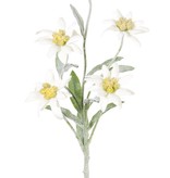 Edelweiss (Leontopodium alpinum) 5 Blueten, Ø 6 cm, 10 Blätter 6/4cm, beflockt, 37 cm