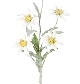 Edelweiss (Leontopodium alpinum) 5 bloemen,  Ø 6 cm, 10 blad,  6/4cm, flocked item, 37 cm