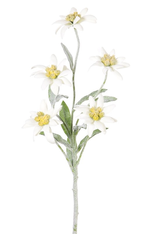 Edelweiss (Leontopodium alpinum) 5 Blueten, Ø 6 cm, 10 Blätter 6/4cm, beflockt, 37 cm