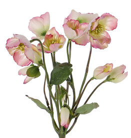 Christmas rose (Hellebore) plant with 6 flowers, 6 buds & 4 leaves 30cm