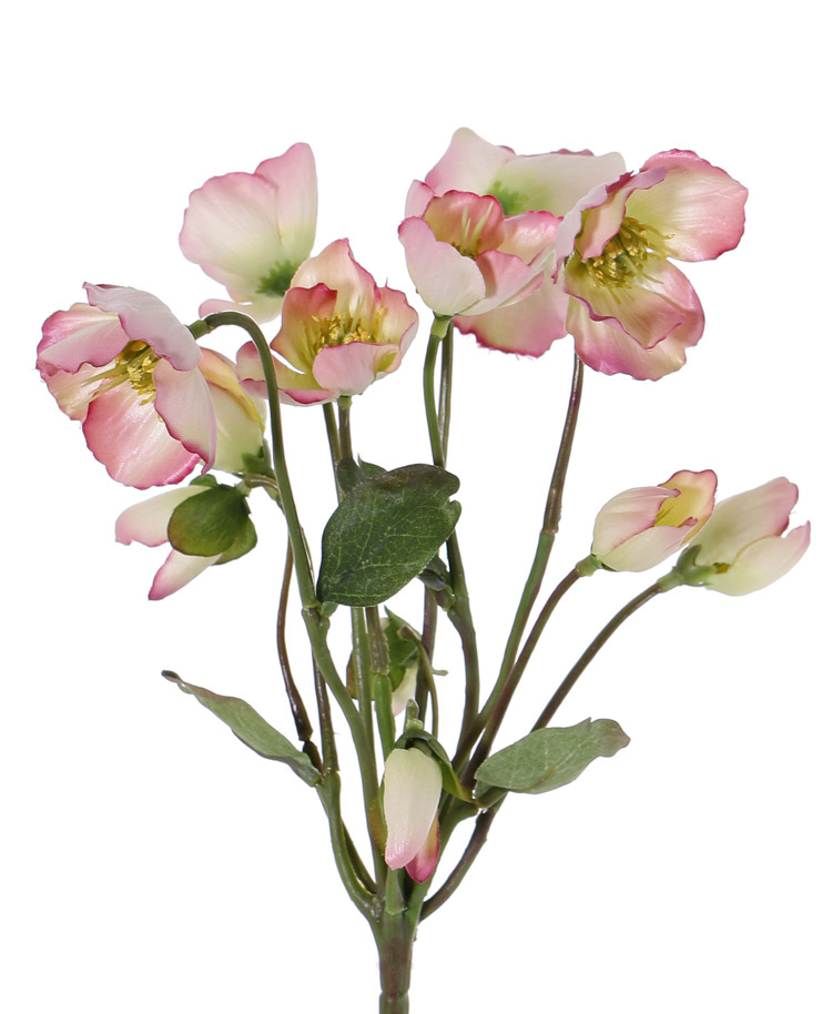 Christmas rose (Hellebore) plant with 6 flowers, 6 buds & 4 leaves 30cm