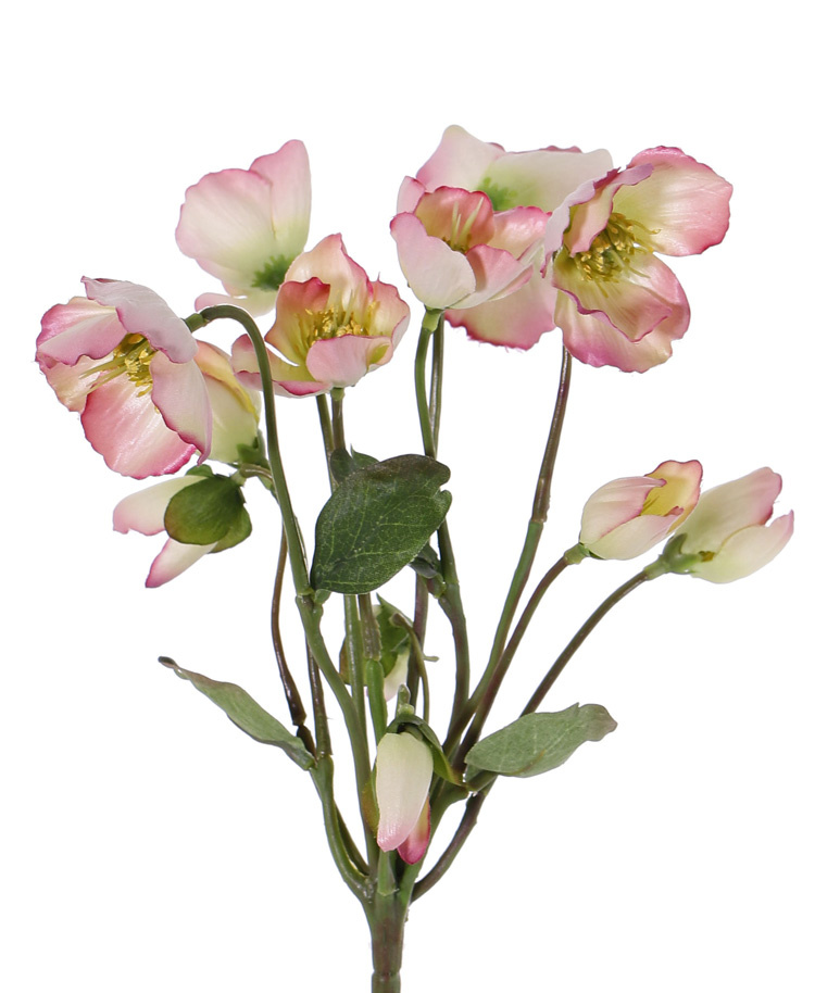 Helleborusplant met 6 bloemen, 6 knopppen en 4 blaadjes 30cm