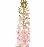 Eremurus,  (50 x 9cm), 47 flores & 89 capullos, 106cm