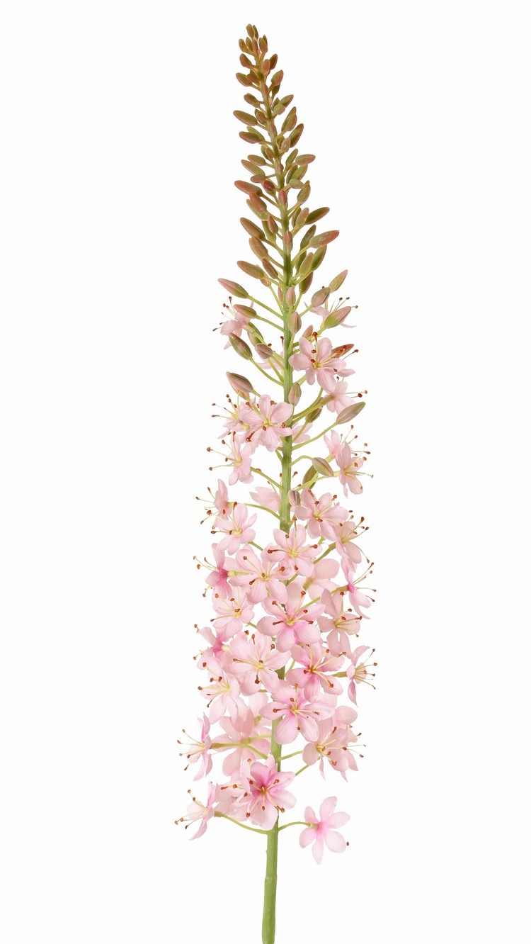 Eremurus, desert candle, foxtail lily (50*9cm) 47 flowers, 89 buds, 106cm