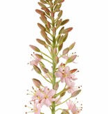 Naald van Cleopatra (Eremurus) x1 (50*9cm) 47 bloemen & 89 knop, 106cm